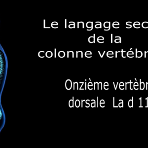 Code et symbole de la onzième vertèbre dorsale D11