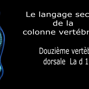 Code et symbole de la douzième vertèbre dorsale D12