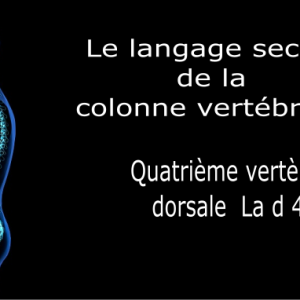 Code et symbole de la quatrième vertèbre dorsale D4