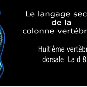 Code et symbole de la huitième vertèbre dorsale D8